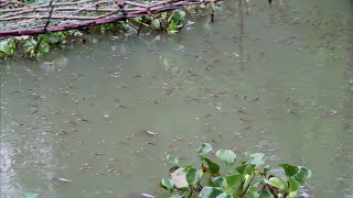 മീനുകൾ കൂട്ടത്തോടെ പൊന്തി, പിന്നീട് സംഭവിച്ചത് how to add aeration in natural fish pond ?