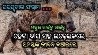 ହେଟା ବାଘ ସହ ଲଢ଼ିଗଲେ ସରସ୍ୱତୀ...ସଂଗ୍ରାମର କାହାଣୀ...ବଞ୍ଚିଗଲା୩ ଜୀବନ...ଓଡ଼ିଶାର ଘଟଣା...