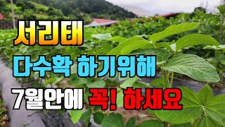 서리태 7월에 꼭 해야 다수확 합니다. 다수확을 위해 순지르기 말고도  관리해줘야 할일들 꼭! 알고 가세요.