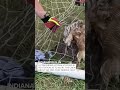 indianapolis firefighters come to the rescue after an owl became tangled in a goal net.