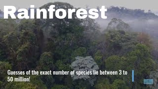 Meet the Rainforest - an incredibly rich, beautiful and full of life ecosystem