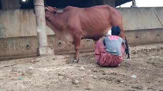 cow milk treatment