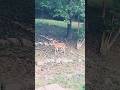 Spotted Fawn 