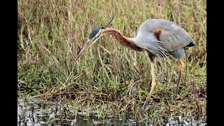 紫鷺Ardea purpurea manilensis  （2022 02 24）1