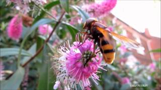 Hornet Mimic Hoverfly