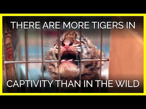 Are there more tigers in captivity than in the wild?