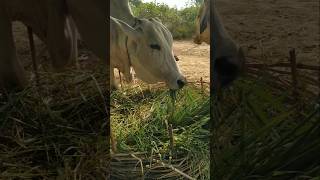 Cow eating grass / Cow / Gomata / Odisha village life /Rural village / Village life / #short #shorts