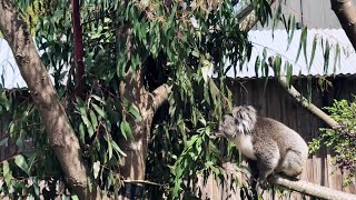 赤ちゃんを迎えに行くためジャンプしようと頑張る母コアラ【アーク父ちゃん家族】