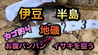 【伊豆半島地磯/カゴ釣り】