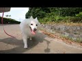 もふもふ犬と稲毛海浜公園で朝散歩【日本スピッツ】