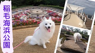 もふもふ犬と稲毛海浜公園で朝散歩【日本スピッツ】