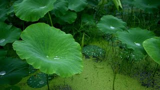 Rain Sounds for Sleeping 30 minutes | Lotus Leaves