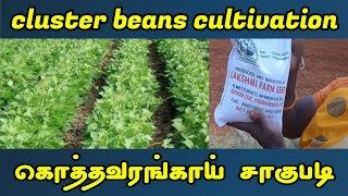 கொத்தவரை விவசாயம் | Cluster beans cultivation | Tamil | கொத்தவரங்காய் சாகுபடி | Annachi Vlogs