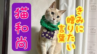 【猫和尚に日々感動】感謝の気持ちを贈りたい言葉その②