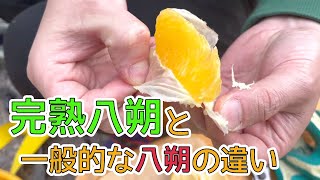 収穫した直後のとれとれ完熟八朔を食べる！完熟八朔は甘い！