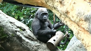 20230623 上野動物園　ニシゴリラ　ペレットを食べた後、ロープ渡りをするスモモちゃん　ナスを食べるゴリラたち　スモモちゃんもナスを１本食べ切った？