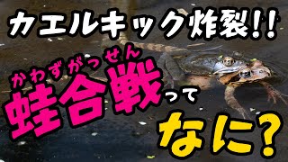 【大乱闘】ヤマアカガエルの蛙合戦を観察してぬりえを塗ろう【いきものぬりえ観察会2 #ヤマアカガエル #鳴き声 #蛙合戦 】