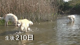 アイン村　チロの子生後210日目  マヨと、ロワ,チワお散歩（GoldenRetriever）