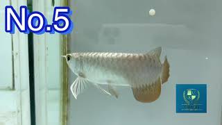 Best Top 5 baby gold AROWANA of Ku AROWANA Taiwan