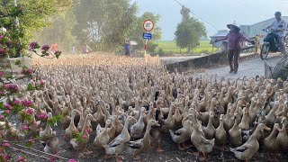 Duck ran onto the train to go somewhere else! Thu Thuy Farm