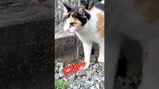 300万回再生ねこ❤️27時間マラソンしてきたん？笑#よその猫 #よその猫みーちゃん #猫