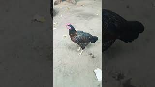 எனக்கு நீச்சல் தெரியாது #funny_chicken #husbandwifetamilcomedy #kozhi_koothugal #dove lovers