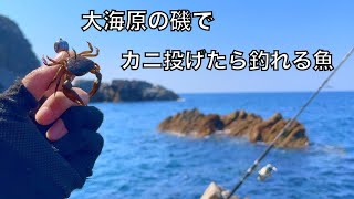 What did I catch using a crab as a bait from the shore? Japan Fishing Trip