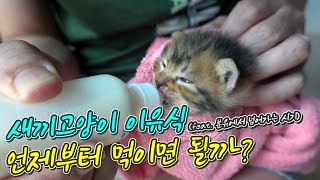 새끼고양이 이유식\u0026분유 언제까지? 이렇게 먹이면 됩니다!!