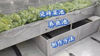 花50元自建一个长2.6米的瓷砖池，养鱼种菜结合，经济实用