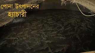 মৎস্য চাষে অন্যতম গুরোত্বর্পূন বিষয় মান সম্মত পোনার