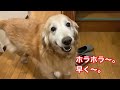 老犬ゴールデンレトリバーの出迎え、3日ぶりなのに編 a senior golden retriever doesn’t seem to be expected but…