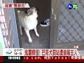 罰站還偷看 巴哥犬很會看臉色