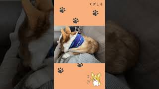 【うたたね】甘え上手のむぎさん【コーギー犬】 #Shorts