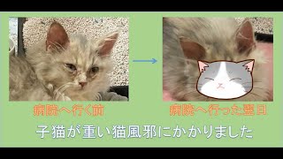 子猫が重い猫風邪にかかったので、病院で診てもらい治療しました。