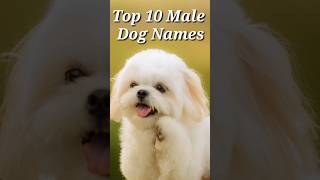 Top 10 Male Dog Names #shorts #dogs #doglover  #dognames #animallover