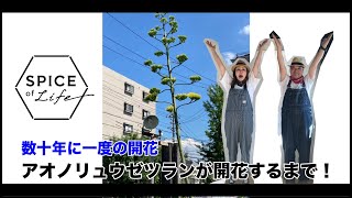 【SPICE TV】第45回-アオノリュウゼツランが 開花するまで-