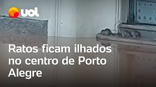 Rio Grande do Sul: ratos ficam ilhados em alagamento no centro histórico de Porto Alegre