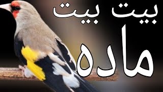 ویشت زدن و پیت پیت و خواندن سایره Himalayan gold finch beautiful Singing in fifty minutes