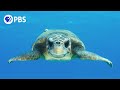 Sea Turtle Films Surprising Discoveries