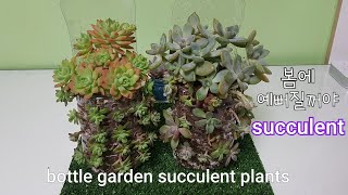 🔴페트병에 다육이 🔵풍성하게 키우기 다육식물 多肉植物 Succulent plant 석연화와 잎꽂이 모듬들 합식