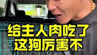 我不是训犬师 不养狗不知道养狗的乐趣 潘宏爱玩狗 人与动物和谐共处 神奇动物在抖音 萌宠出道计划