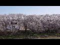 栃木市宮町 宮の桜堤 2021.03.29