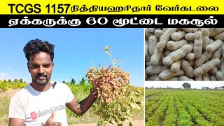 TCGS 1157 நித்தியஹரிதார் வேர்க்கடலை சாகுபடி செய்து அசத்தும் விவசாயி | nithyaharitha groundnut peanut