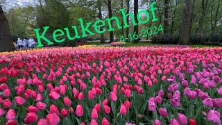 Keukenhof Tulip Garden on 4-16-2024 / 庫肯霍夫鬱金香公園ㄧ日遊