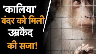 Story of Why Monkey Sentenced To Life Imprisonment? 🐒🐵