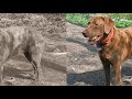 plott hound – the loyal scenthound