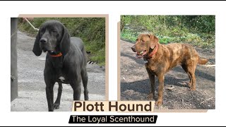 Plott Hound – The Loyal Scenthound