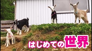 四匹の子ヤギの大冒険　はじめての世界　2020年5月6日　冷えピタ姉妹＆黒クリ姉妹　The world the kids goat experienced for the first time