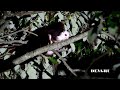 白面鼯鼠 white faced flying squirrel