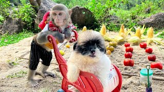 A hard day of gardening for baby monkey Bim Bim and Puppy | The moments Bim Bim takes care of Ame P2